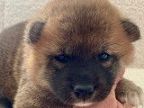 Chiots Shiba Inu LOF à vendre