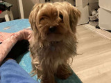 Cherche femelle Yorkshire Terrier pour saillie