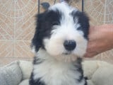 Chiots Bearded Collie à vendre