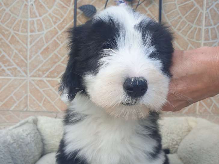 Chiots Bearded Collie à vendre