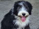Chiots Bearded Collie à vendre