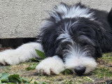 Chiots Bearded Collie à vendre