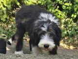 Chiots Bearded Collie à vendre