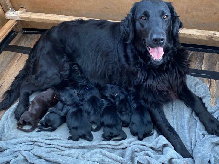 Chiot de race Retriever à Poil Plat mâle à vendre