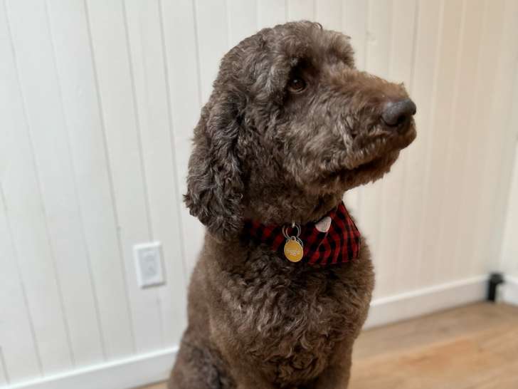 Mâle Caniche royal brun disponible pour saillie