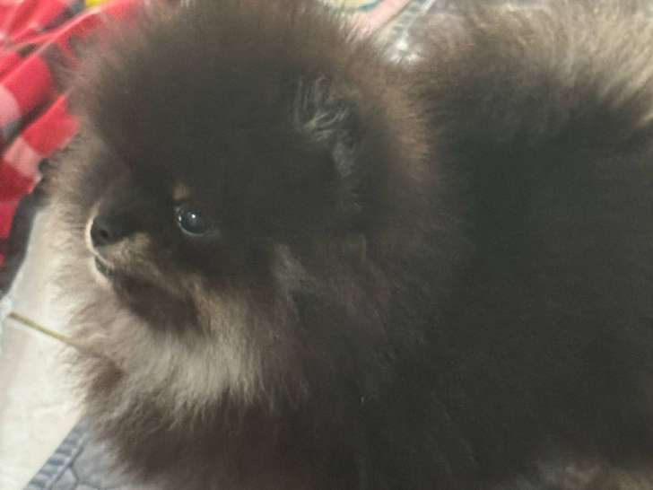 Magnifique mâle Poméranien Spitz extra mini à vendre