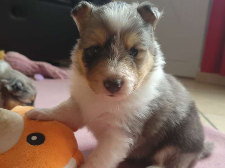 Chiots Berger des Shetland LOF à vendre