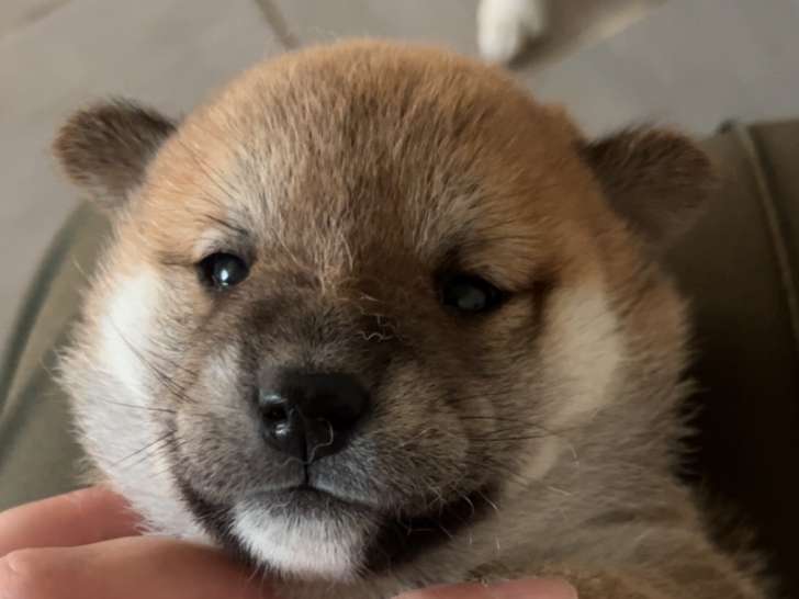 Chiots de race Shiba Inu à vendre (2 femelles & 2 mâles)