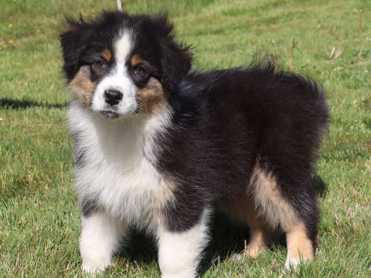 Chiots Berger Australien LOF à vendre