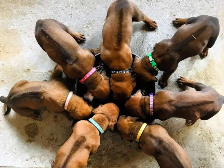Chiots Rhodesian Ridgeback à naître en juin 2025