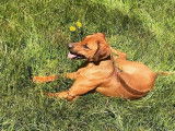 Chiots Rhodesian Ridgeback à naître en juin 2025
