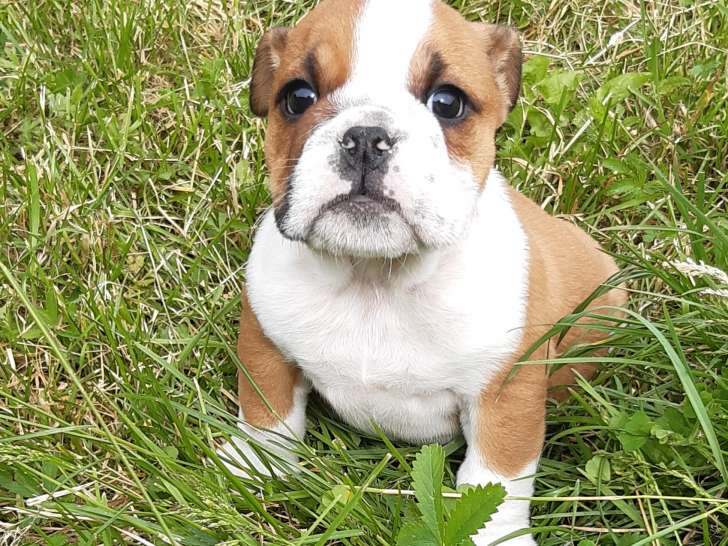 Chiots de race Bouledogue Anglais à vendre (4 femelles & 2 mâles)
