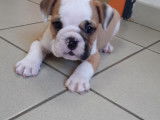 Chiots de race Bouledogue Anglais à vendre (4 femelles & 2 mâles)
