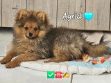 Agrid