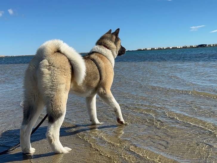 Chienne adulte de race Akita Américain à donner