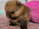 Chiot Loulou de Poméranie LOF à vendre