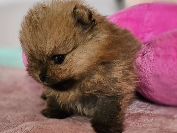 Chiot Loulou de Poméranie LOF à vendre
