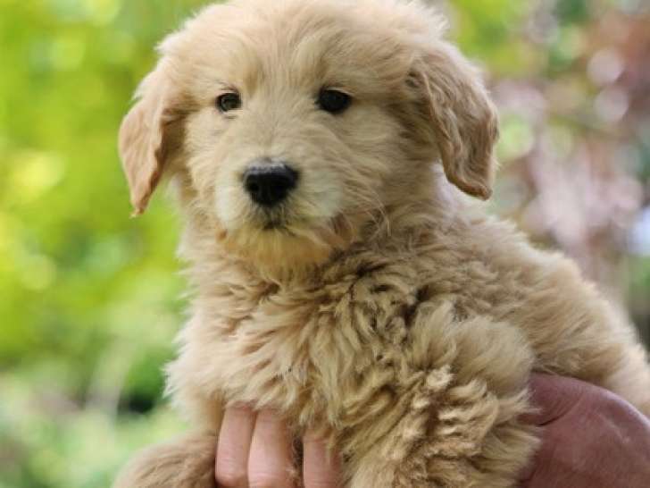 Chiots mâles Goldendoodle à vendre