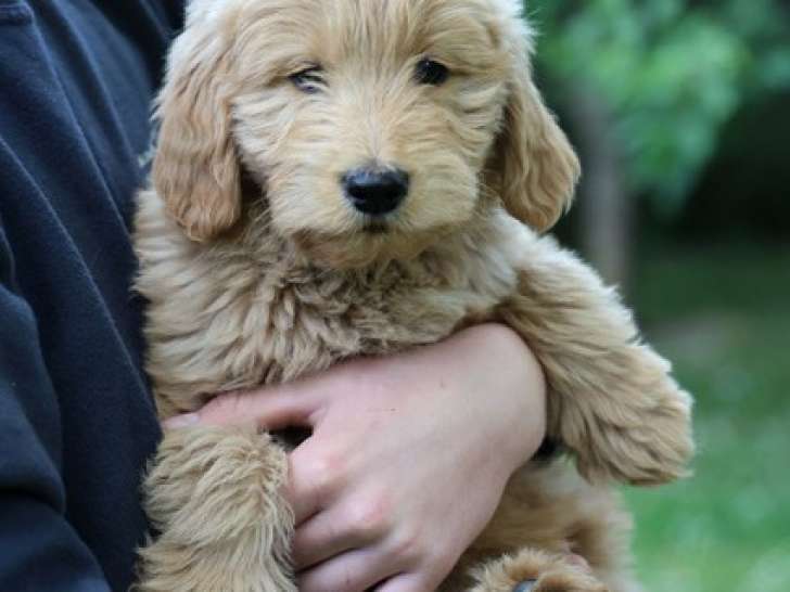 Chiot femelle Goldendoodle de 2 mois à vendre