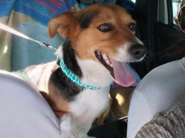 Tobby, croisé Beagle de 4 ans à adopter