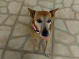 Fina, chienne de 14 ans pleine de vie à adopter