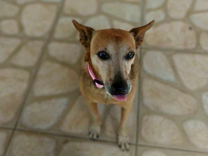 Fina, chienne de 14 ans pleine de vie à adopter
