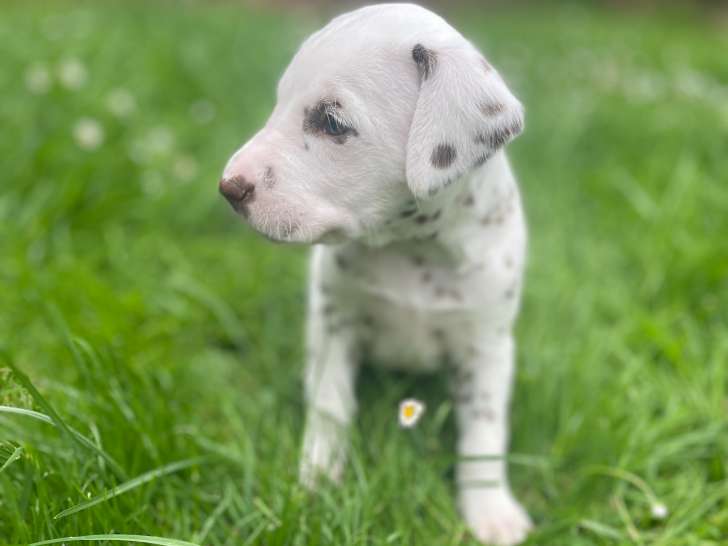 Chiots Dalmatiens à vendre pour compagnie