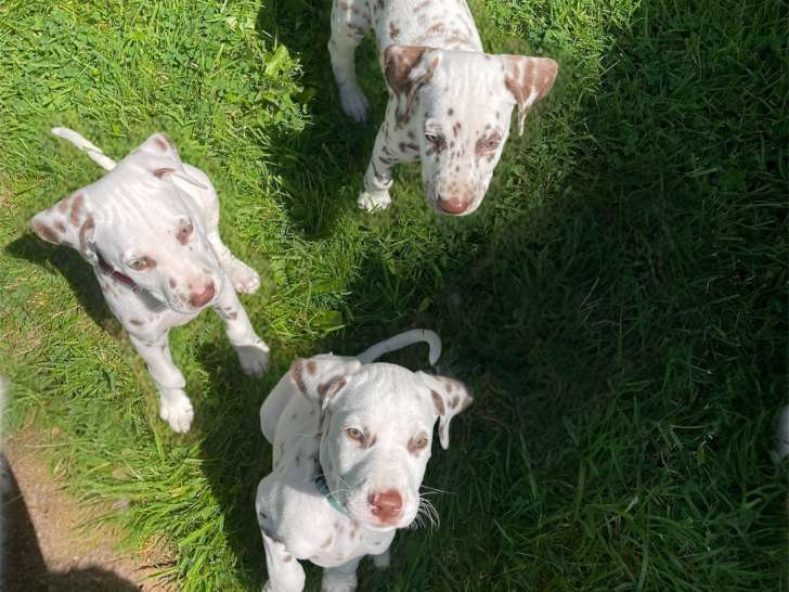 Chiots Dalmatiens à vendre pour compagnie
