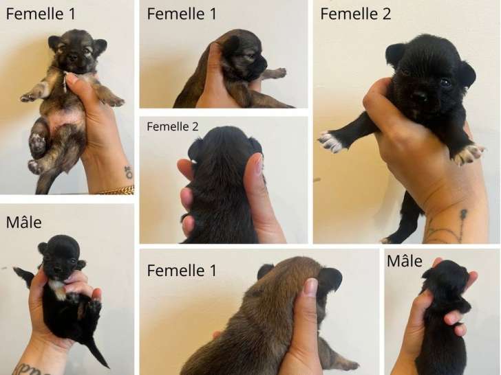 Adorables chiots Chihuahua à poil long à vendre
