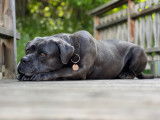 Newton, mâle Cane Corso disponible pour saillie