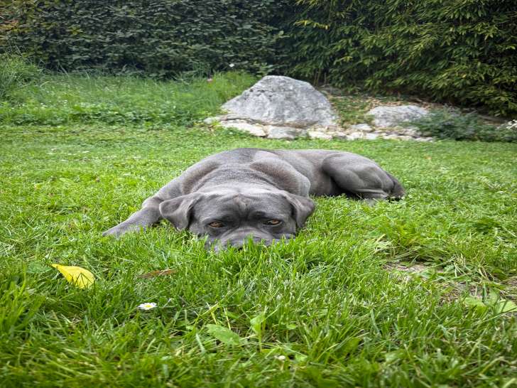 Newton, mâle Cane Corso disponible pour saillie