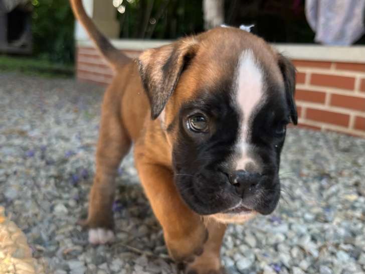 Chiot mâle Boxer LOF fauve à vendre
