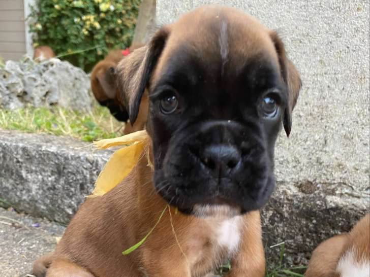 Chiot mâle Boxer LOF fauve à vendre