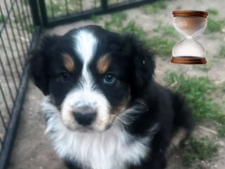 Chiot femelle Berger Australien noir tricolore à vendre