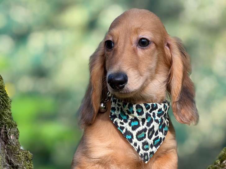 Chiots Teckel Nain à vendre