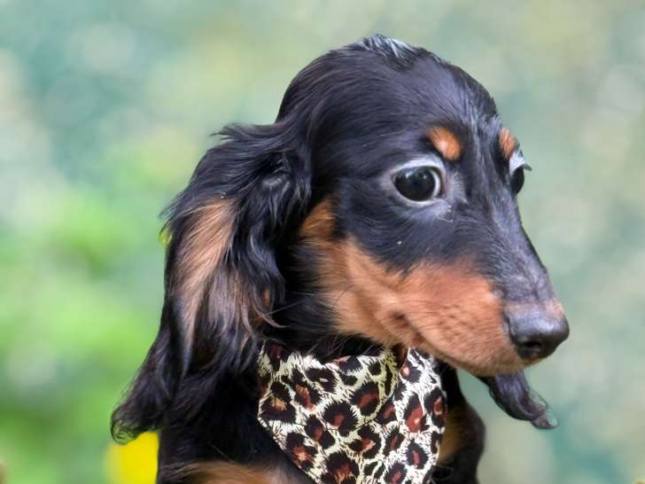 Chiot Teckel Nain LOF à vendre