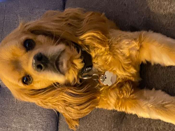 Chien Cockapoo à vendre