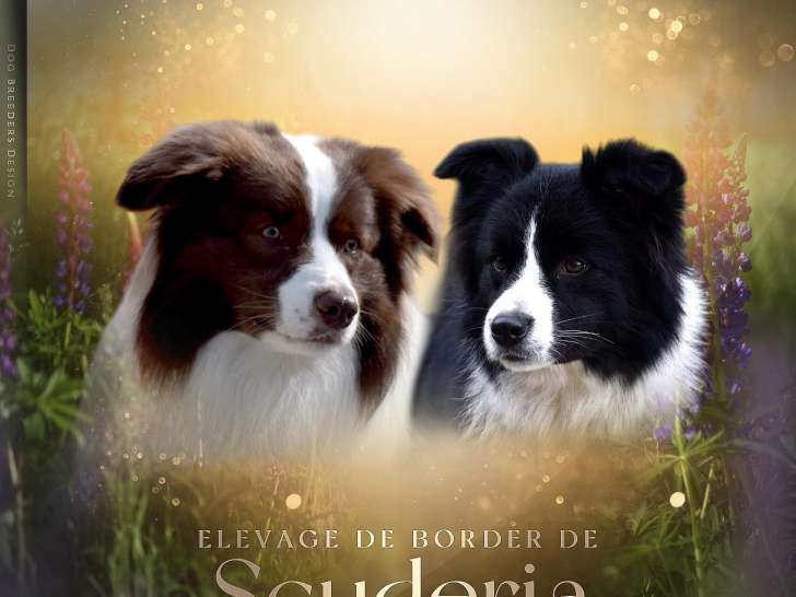 Chiots Border Collie de lignée beauté avec pedigree à vendre