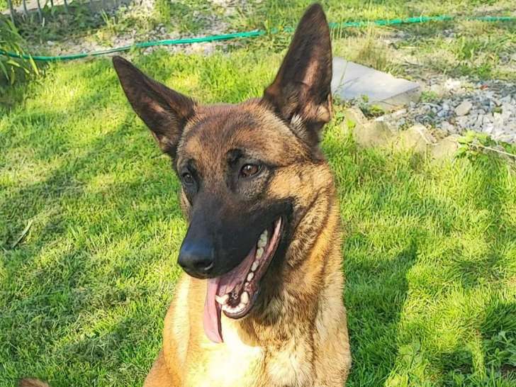 Femelle Berger Malinois à placer (bien lire l'annonce)