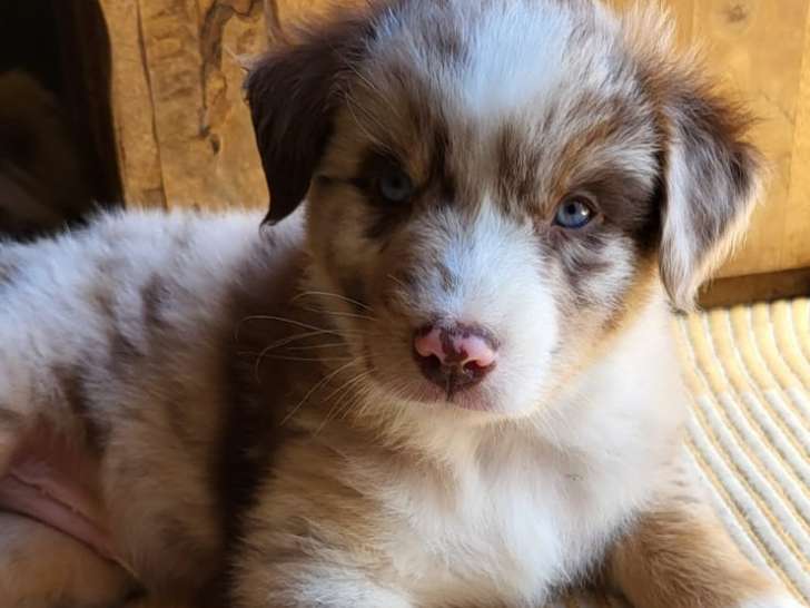 Chiots Berger Australien à vendre