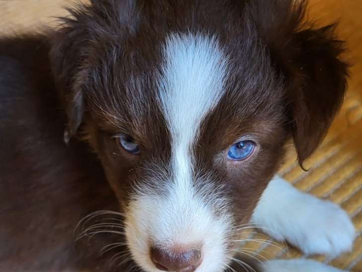 Chiots Berger Australien à vendre