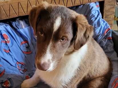 Chiots Berger Australien à vendre