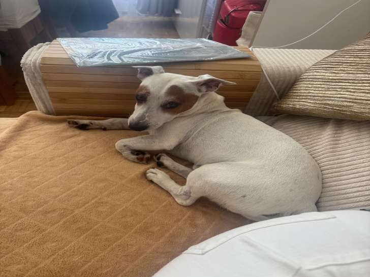 Mâle Jack Russell disponible pour saillie