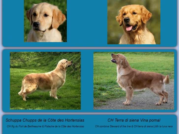 Chiots Golden Retriever à vendre