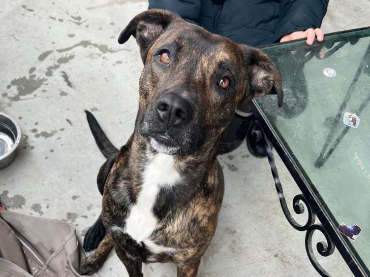 Chienne Staff croisée Malinois à donner