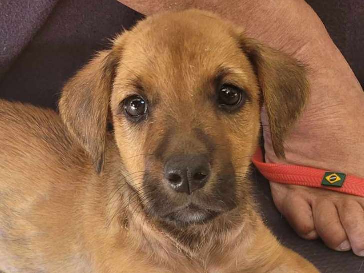 Hashley, adorable chiot de 2 mois à adopter