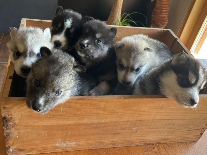 Chiots de race Husky Sibérien à vendre (6 femelles)