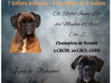 Magnifiques chiots Boxer bringés à vendre