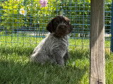 Chiots mâles Griffon Korthals à poil dur LOF à vendre