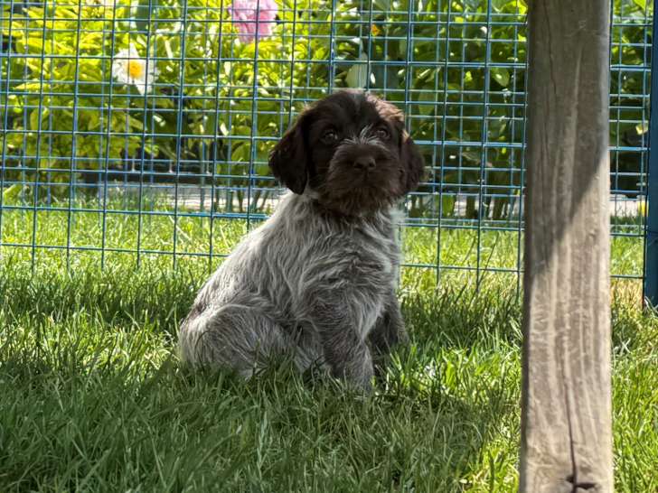 Chiots mâles Griffon Korthals à poil dur LOF à vendre